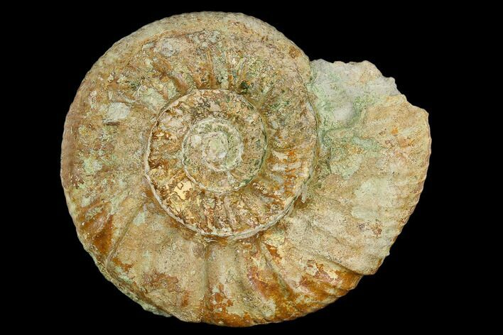 Ammonite (Orthosphinctes) Fossil - Germany #125620